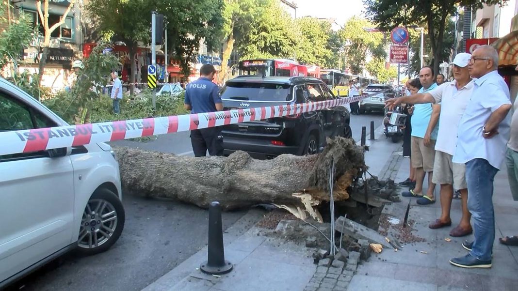 Sarıyer'de ağaç devrildi yol trafiğe kapandı