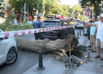 Sarıyer'de ağaç devrildi yol trafiğe kapandı
