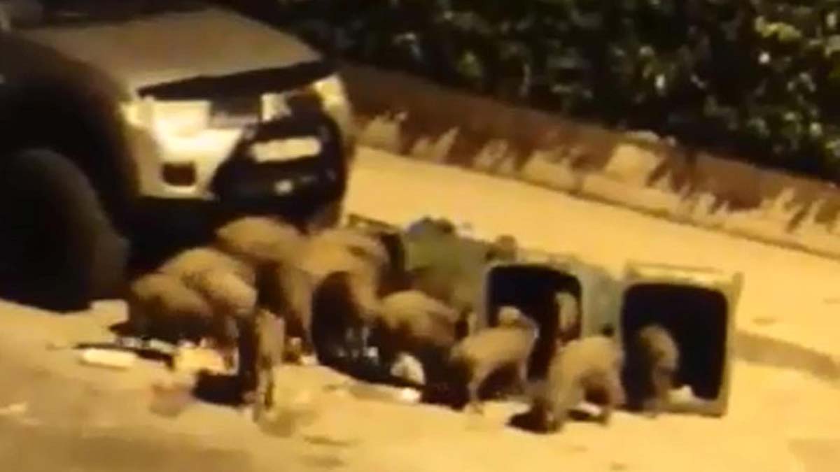 Şehre inen domuz sürüsü kamerada