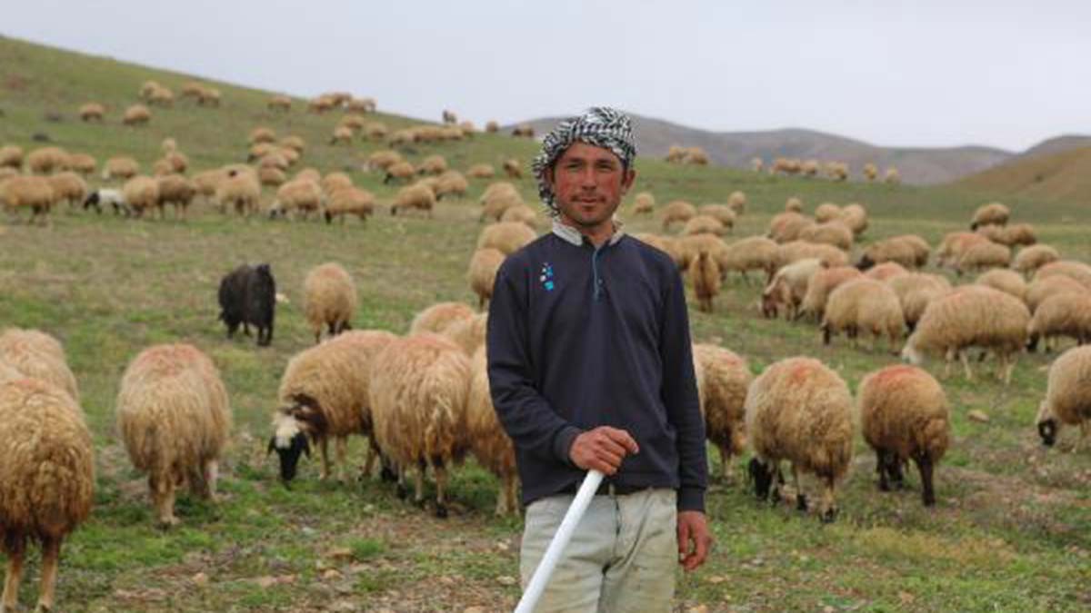 Sertifikalı çoban sayısı 50 bine yaklaştı