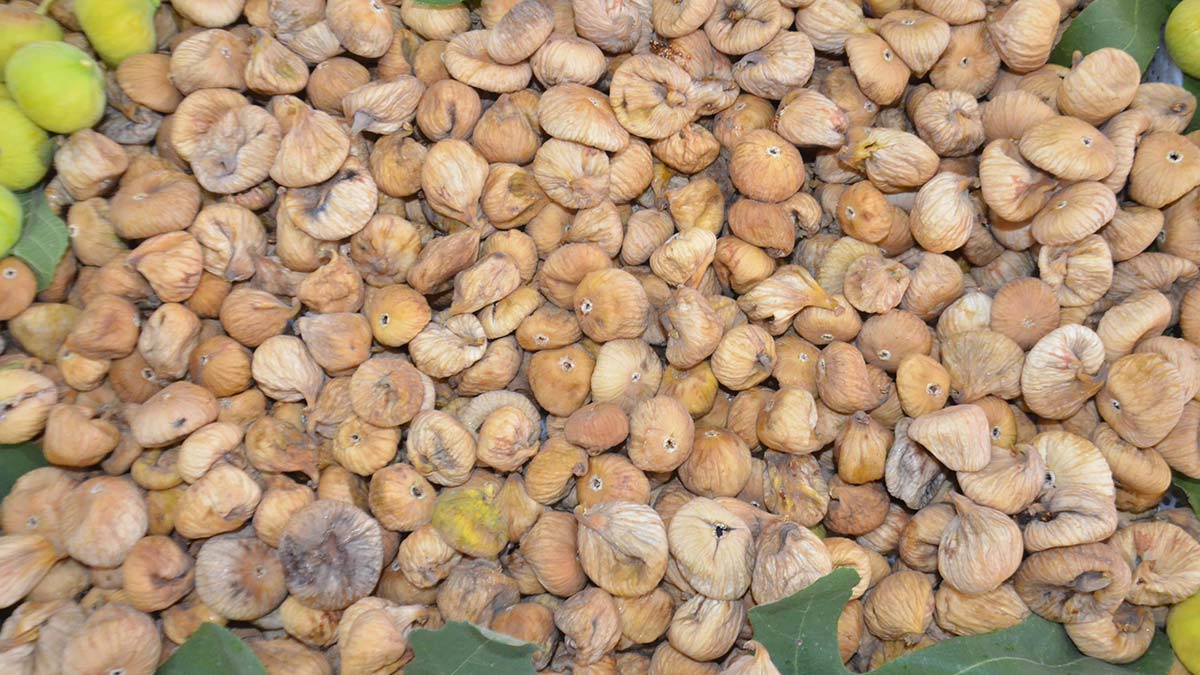 Sezonun ilk kuru inciri, kilosu 400 liradan alındı