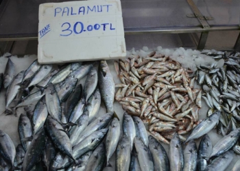 Sinop'ta sezonun ilk palamutları 30 liradan satışta