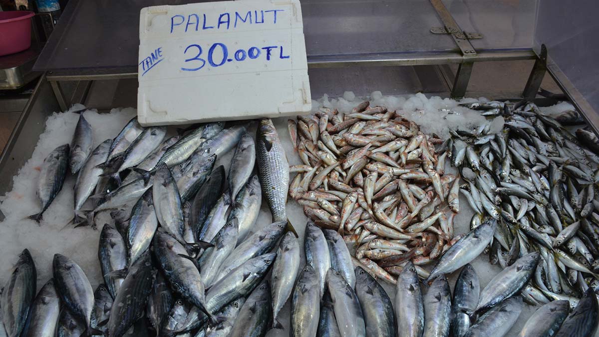 Sinop'ta sezonun ilk palamutları 30 liradan satışta