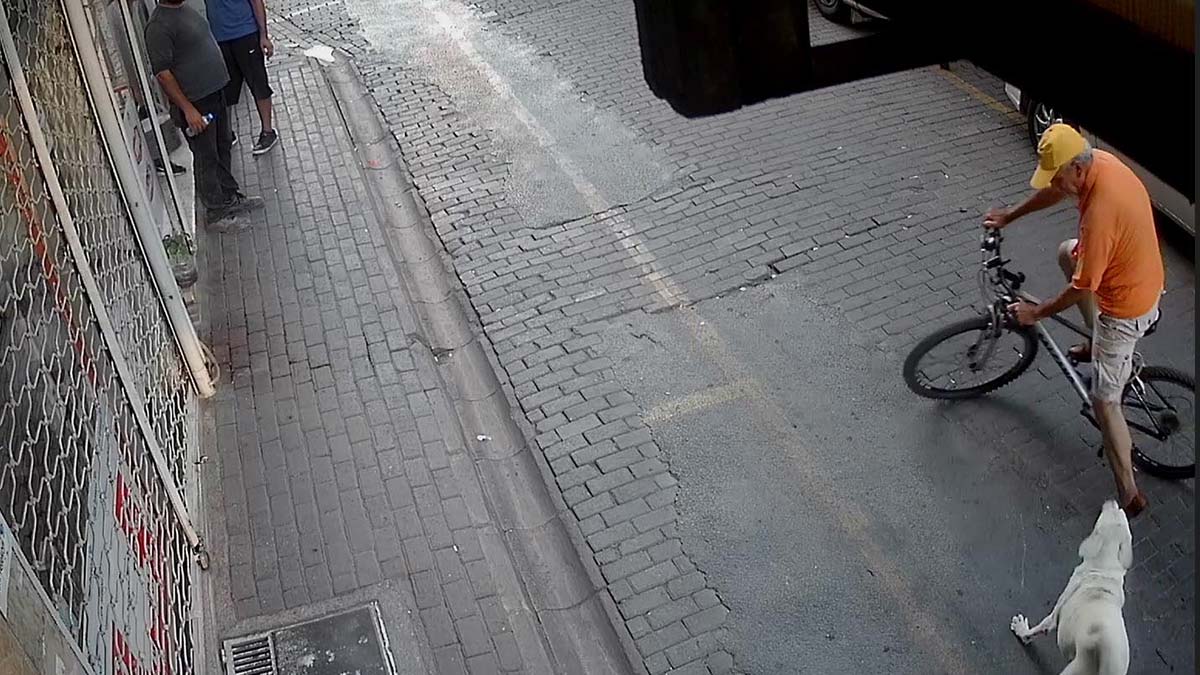 Sokak köpekleri bisikletlilere saldırdı