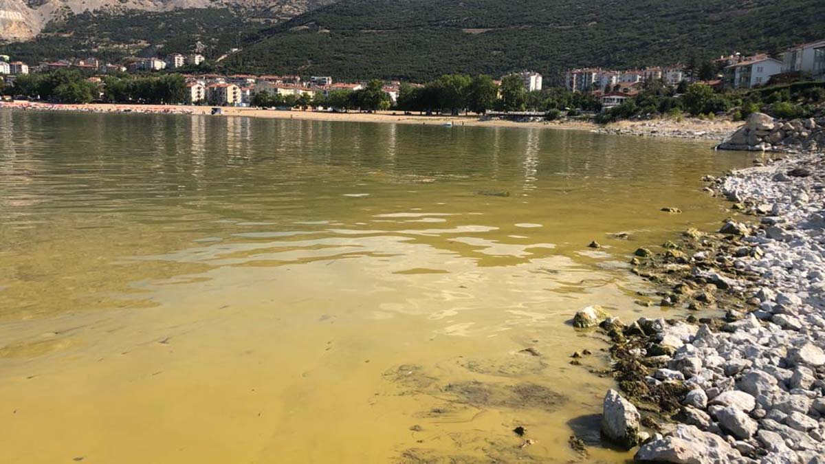 Su kaynaklarında siyanobakteri tehlikesi