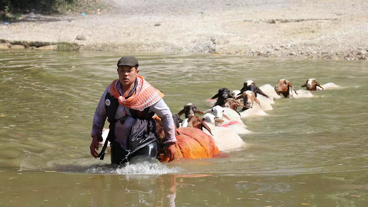 Sudan koyun gecirme gelenegine sap engeli 1 - yerel haberler - haberton