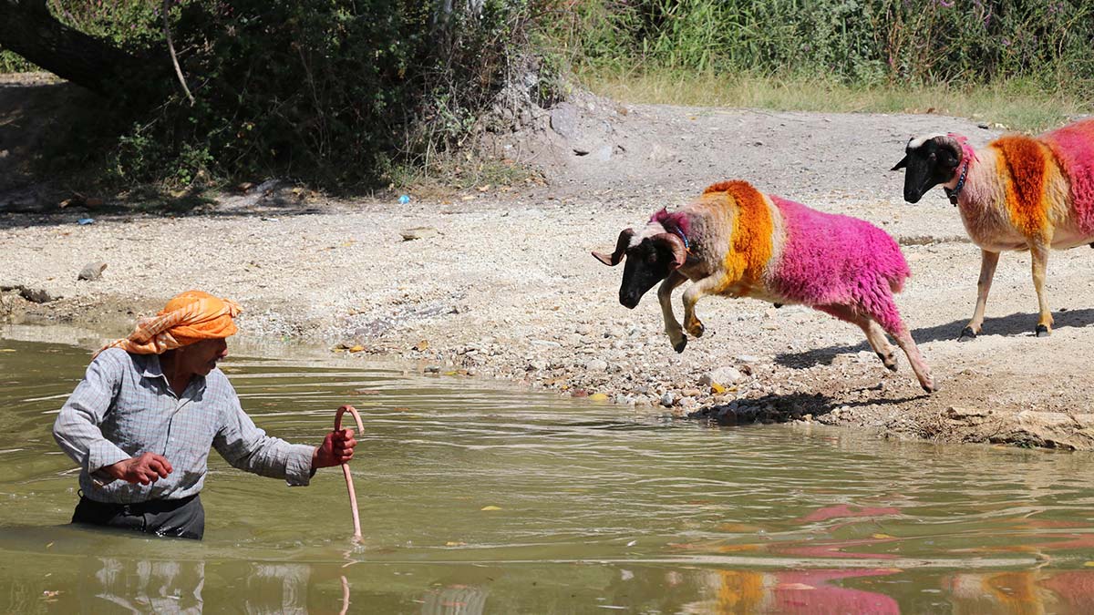 Sudan koyun geçirme geleneğine 'şap' engeli