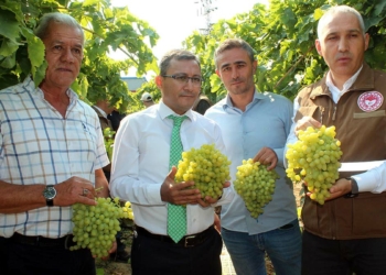 Sultaniye üzümde ihracat başladı