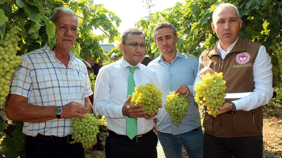 Sultaniye üzümde ihracat başladı