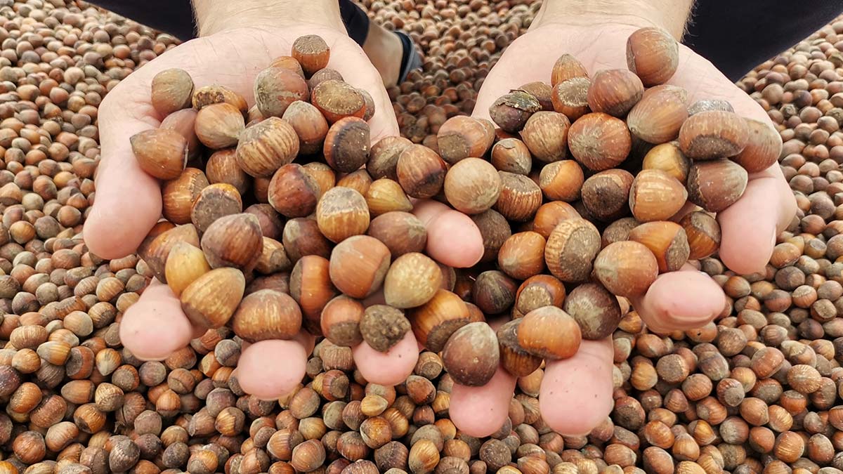 TMO, 11 noktada fındık alımına başlayacak