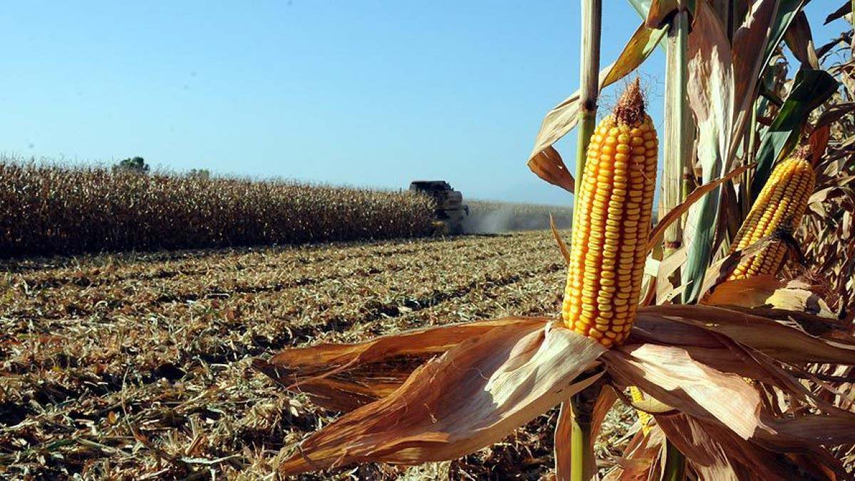 TMO: Mısır hasadı lokal olarak başladı