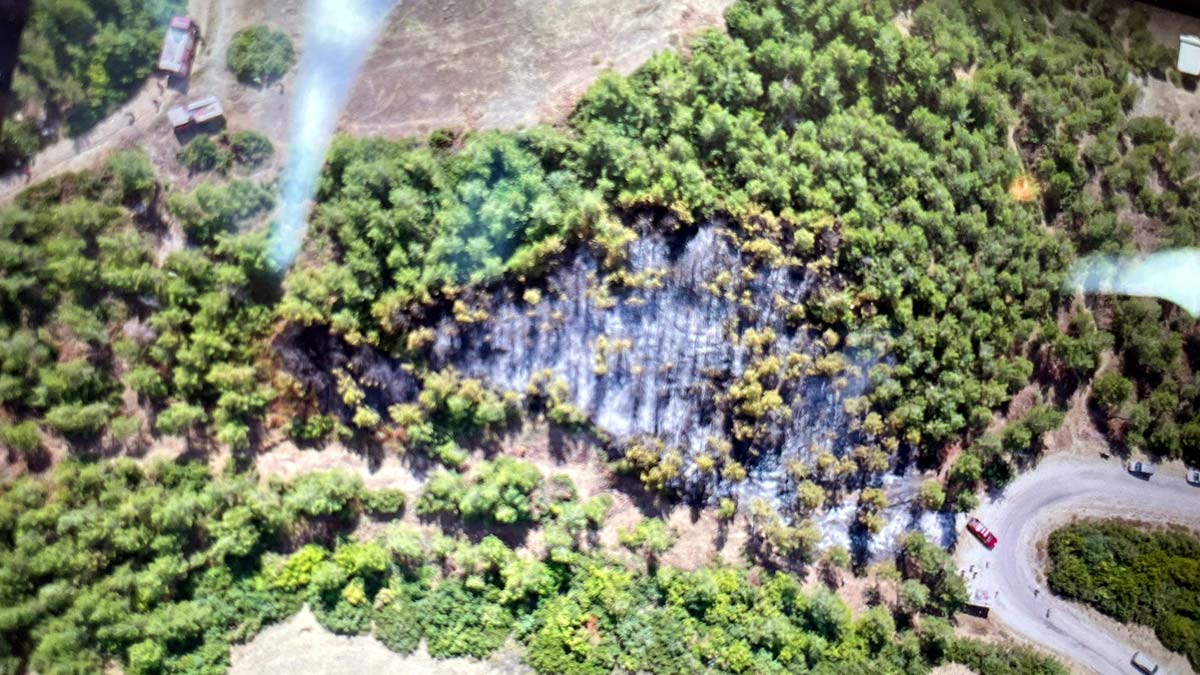 Tokat'ta çıkan orman yangını kontrol altında