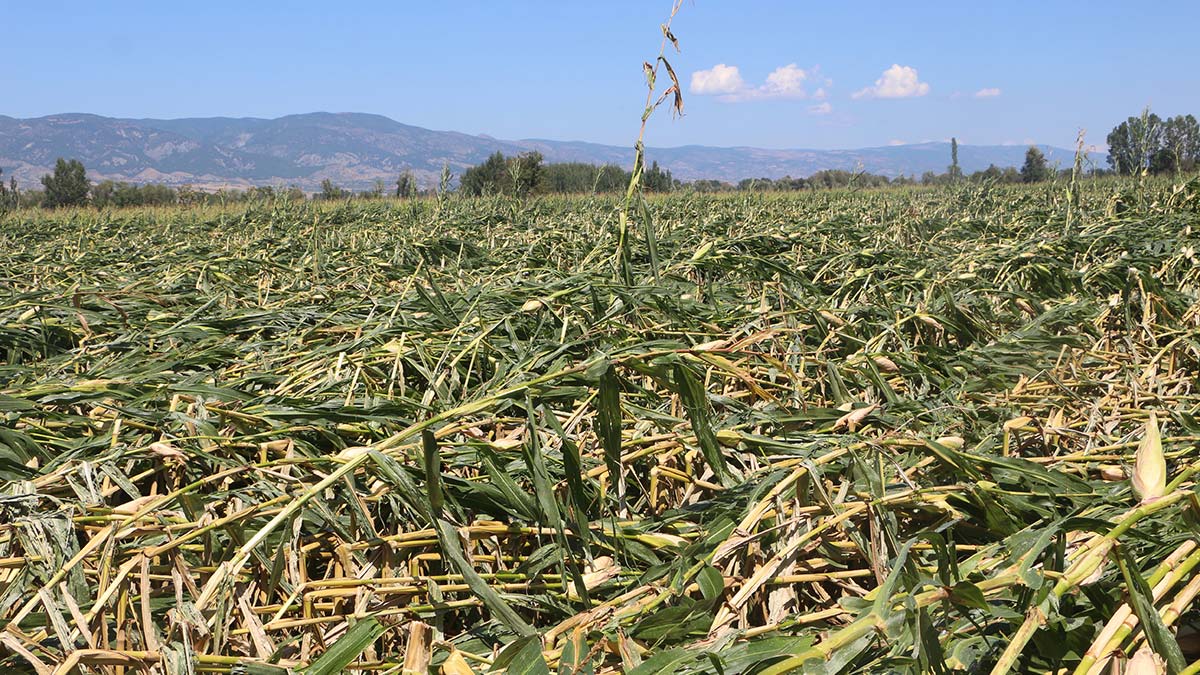 Tokat'ta kuvvetli rüzgar ekili arazilerini vurdu