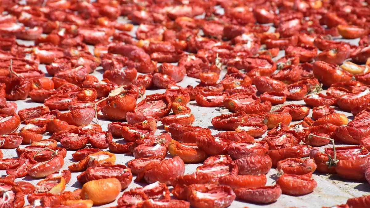 Torbalidan abd ve avrupaya domates ihracati 1 - yerel haberler - haberton