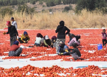 Torbalı'dan ABD ve Avrupa'ya domates ihracatı
