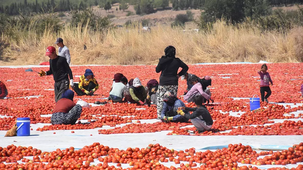 Torbalı'dan abd ve avrupa'ya domates ihracatı
