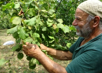 Trabzon'da erken fındık hasadı