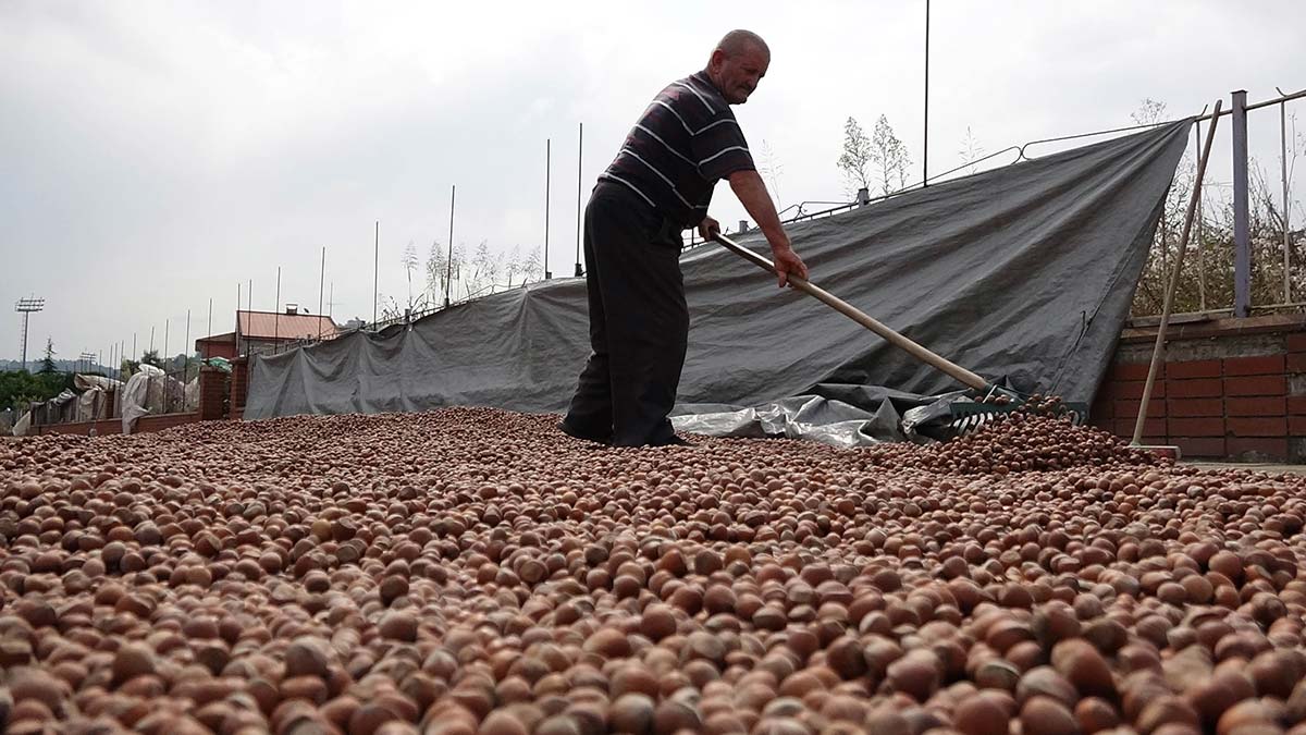 Trabzon'da fındığı kurutma telaşı