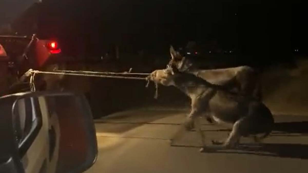 Traktörün arkasına bağladığı 2 eşeği sürükledi