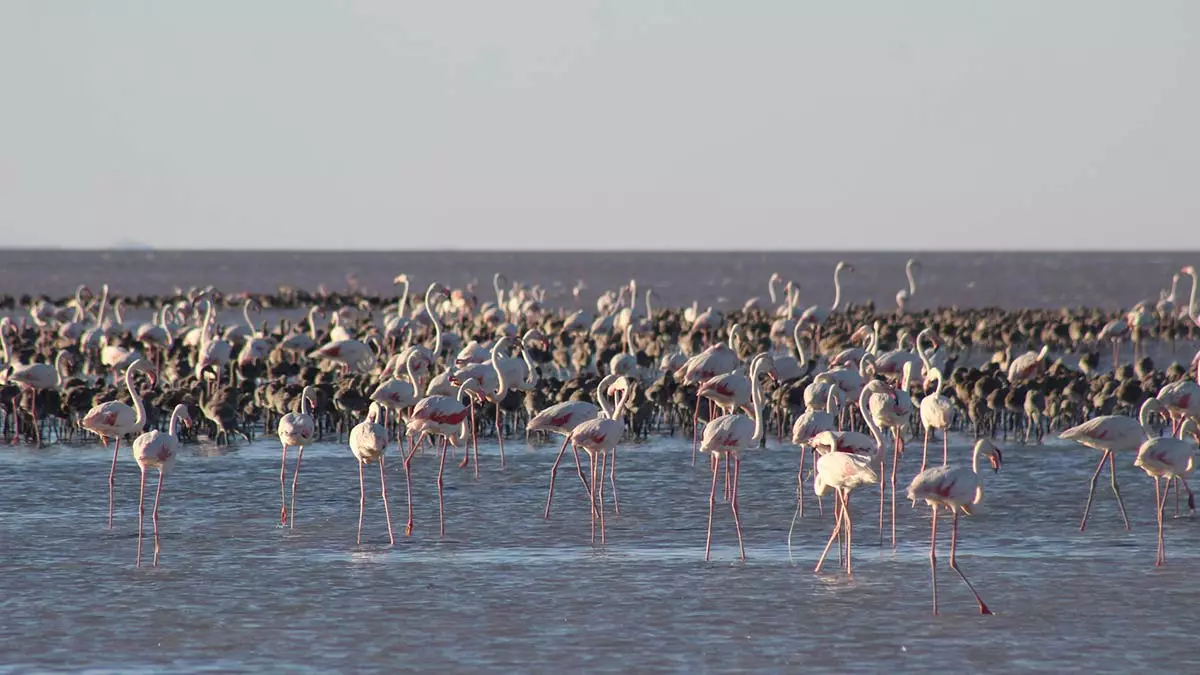 Tuz golundeki flamingo olumlerine aciklama 1 - yerel haberler - haberton