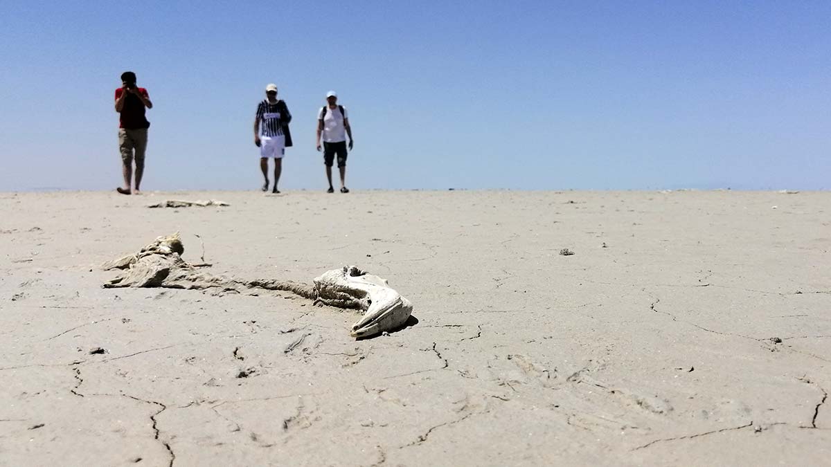 Tuz Gölü'ndeki flamingo ölümlerine açıklama