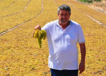 Üzüm fiyatı üreticiyi sevindirdi