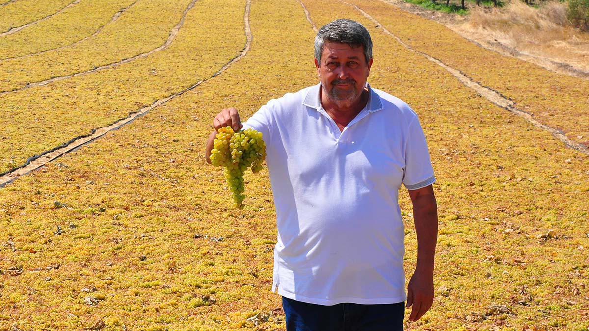 Üzüm fiyatı üreticiyi sevindirdi