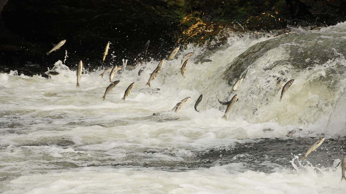 Van Gölü'nde inci kefalinin popülasyonu arttı
