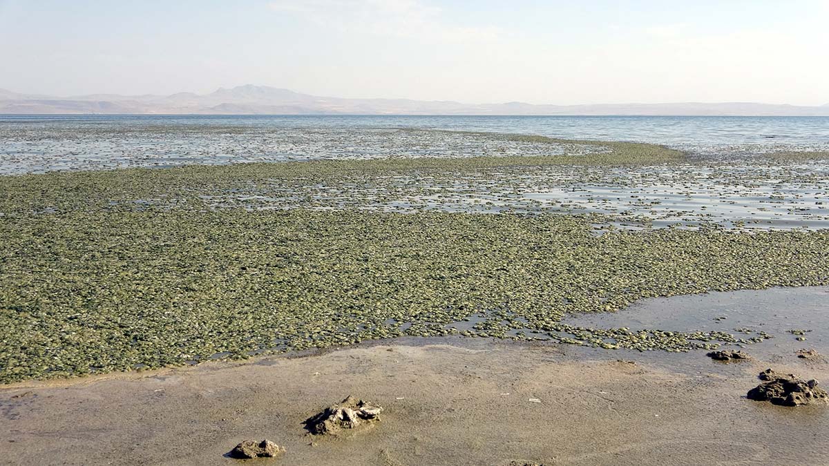 Van Gölü'nde yosunlaşma tehlikesi