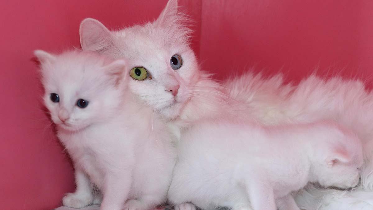 Van Kedi Villası'nda 130 yavru dünyaya geldi