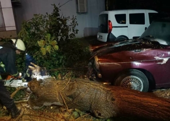 Yalova'da sağanak ve fırtına; ağaçlar devrildi
