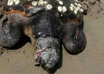 Yaralı bulunan caretta caretta, tedavi edildi