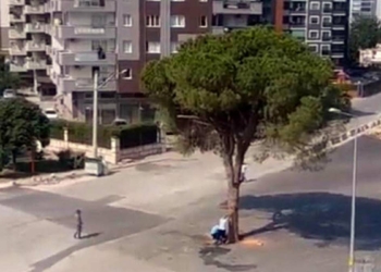 'Yarım asırlık ağacın kesilmesi' tartışması