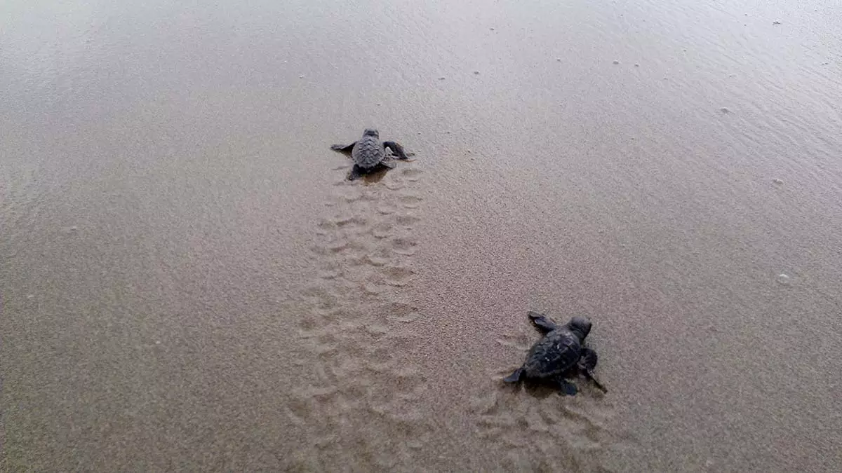 Yavru caretta carettalar icin gobek bagi uyarisi 1 - yerel haberler - haberton