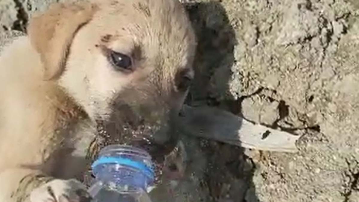 Yavru hayvanları aç ve susuz buldu, CİMER'e başvurdu