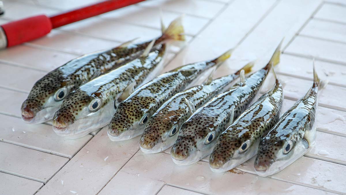 Zehirli balon balığı avında kota 1 milyon 250 bin