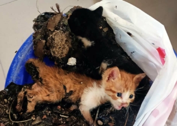 Zifte bulanan yavru kediler temizlendi