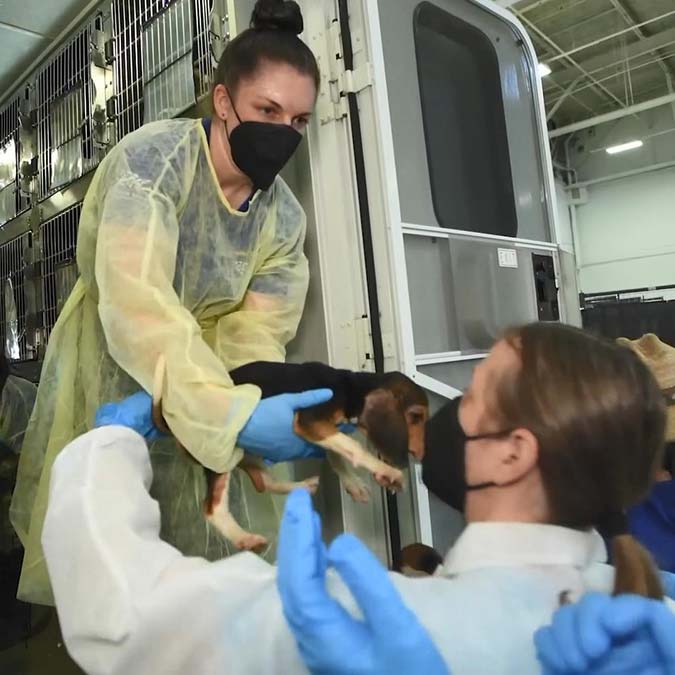 4 bin beagle cinsi köpek kobay olmaktan kurtuldu