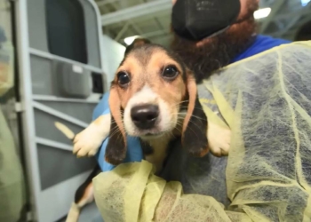 4 bin beagle cinsi köpek kobay olmaktan kurtuldu