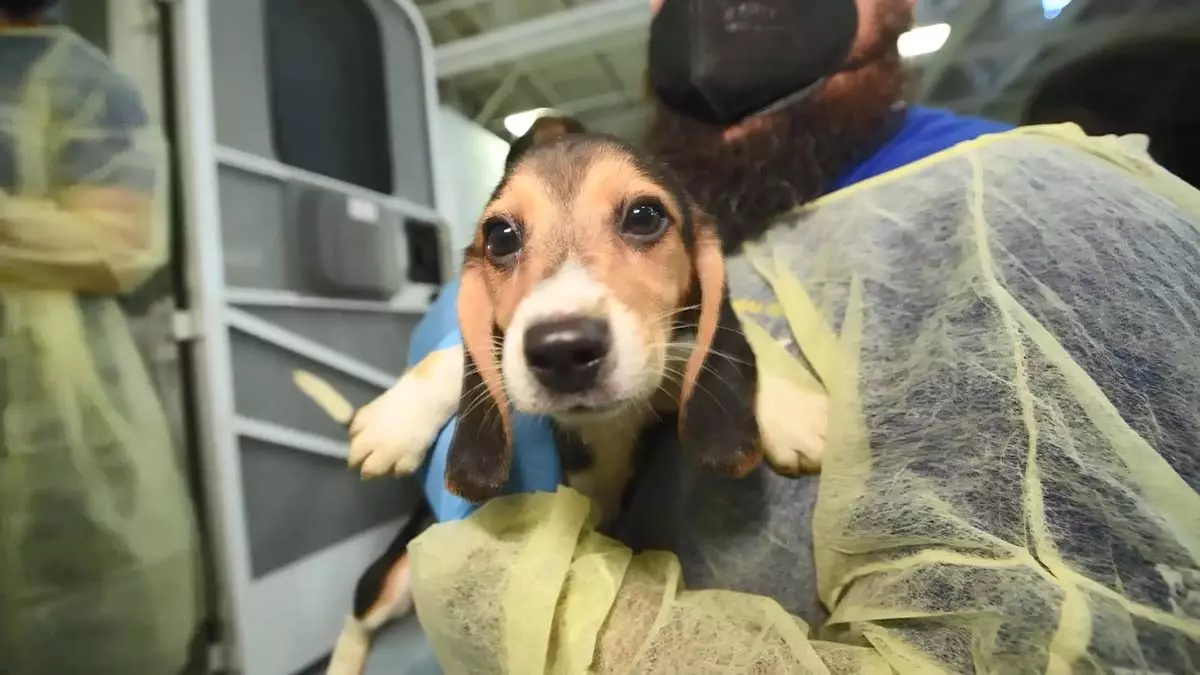 4 bin beagle cinsi köpek kobay olmaktan kurtuldu