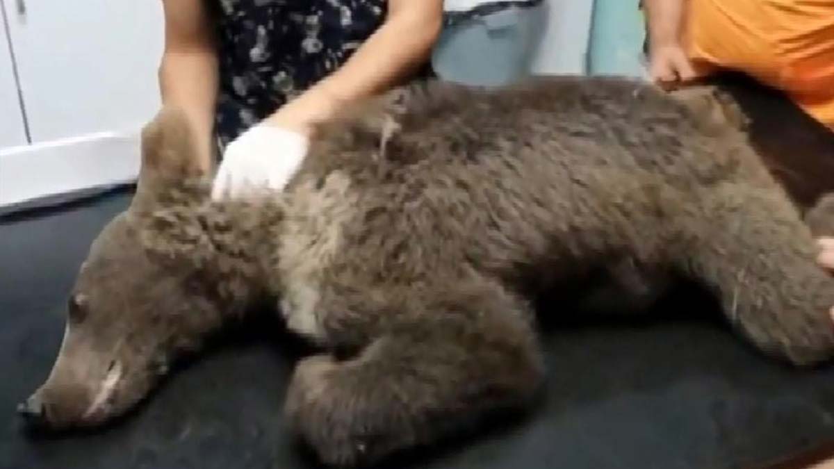 Acı baldan fazla yiyerek bayılan bozayının durumu iyi