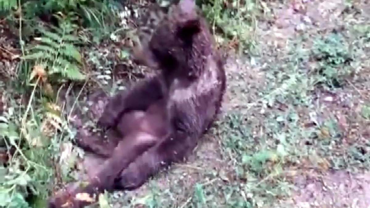 Acı baldan fazla yiyerek bayılan bozayının durumu iyi