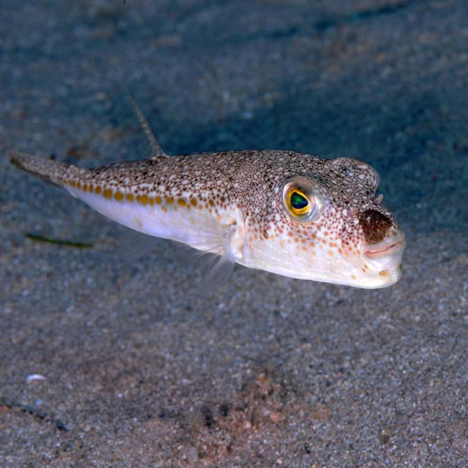 Balon balığında talep patlaması olacak