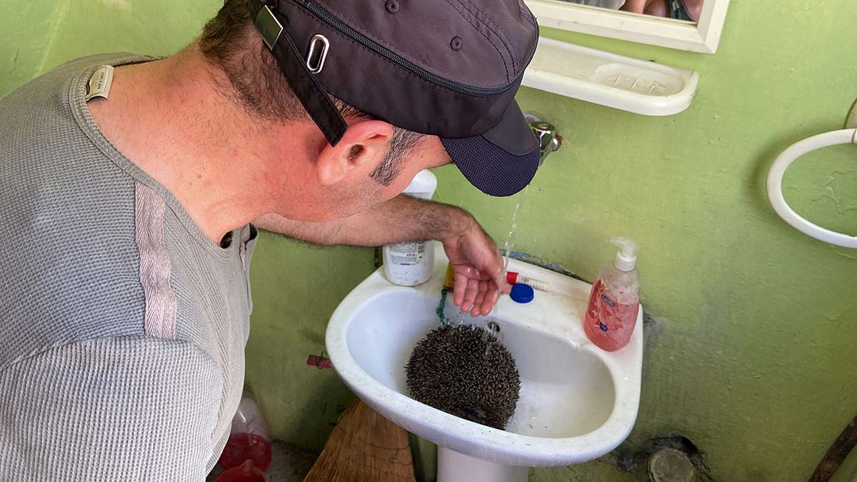 Alevlerin arasında kalan kirpi kurtarıldı