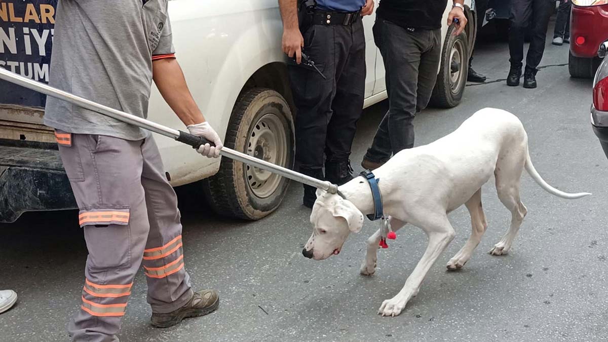 Denizli'nin Merkezefendi ilçesinde, polisin 'dur' ihtarına uymayıp, kaçmaya çalışan ve kırmızı ışıkta yakalanan otomobil sürücüsü Arda T. (41), ehliyetini isteyen polislere yasaklı ırk köpeğini saldırttı.