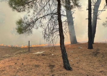 Kaş'ta orman yangını çıktı