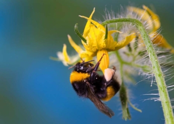 Bombus arıları 15 ülkeye ihraç ediliyor