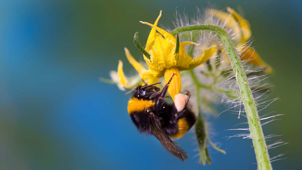 Bombus arıları 15 ülkeye ihraç ediliyor