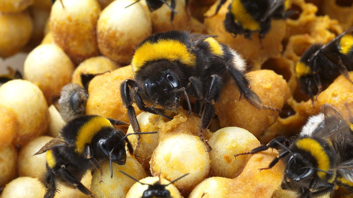 Bombus arıları 15 ülkeye ihraç ediliyor