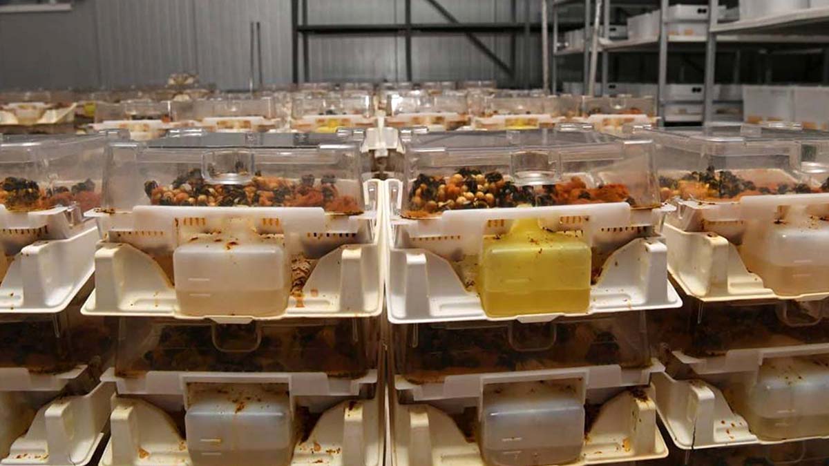 Antalya'dan 15 ülkeye ihraç edilen bombus arıları, örtü altı tarımda 'horman' denilen ilaçlar yerine 'doğal işçi' olarak tozlama aşamasında çalışıyor.